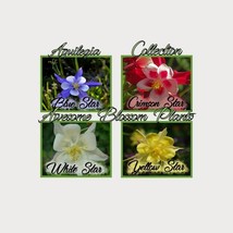 Seeds USA Seller Pick A 4 Pack Of Aquilegia Seeds - $21.98