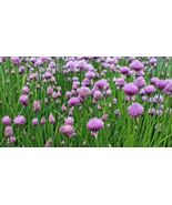 Common Chives Seeds - $4.47