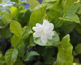 Tea Jasmine Fragrant Flowers Live Plants 3 to 5&quot;~Jasmine Sambac~Maid of ... - £26.74 GBP