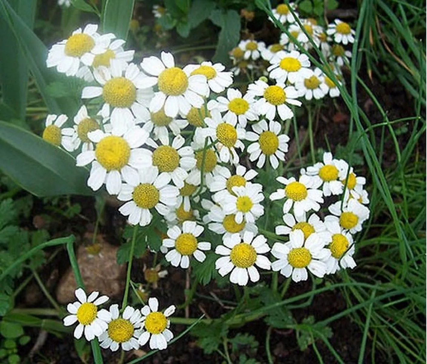 BStore German Chamomile 100 Seeds - £7.70 GBP