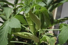 Okra Clemson Spineless Seeds 100+ Heirloom Vegetable NON-GMO Zones 5-11 - £7.67 GBP