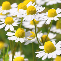 SMR Roman Chamomile Seeds 2 0 Seeds Fresh Garden - $13.53