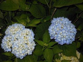 Nikko Blue Hydrangea Mophead 6-10&quot; in Height in a 3&quot; Pot - £28.74 GBP