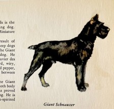 Giant Schnauzer 1939 Dog Breed Art Ole Larsen Color Plate Print Antique ... - $29.99
