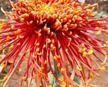 Orange Spider Chrysanthemum Mums  Flower Garden Buy 10 Get 10 Free - £5.14 GBP