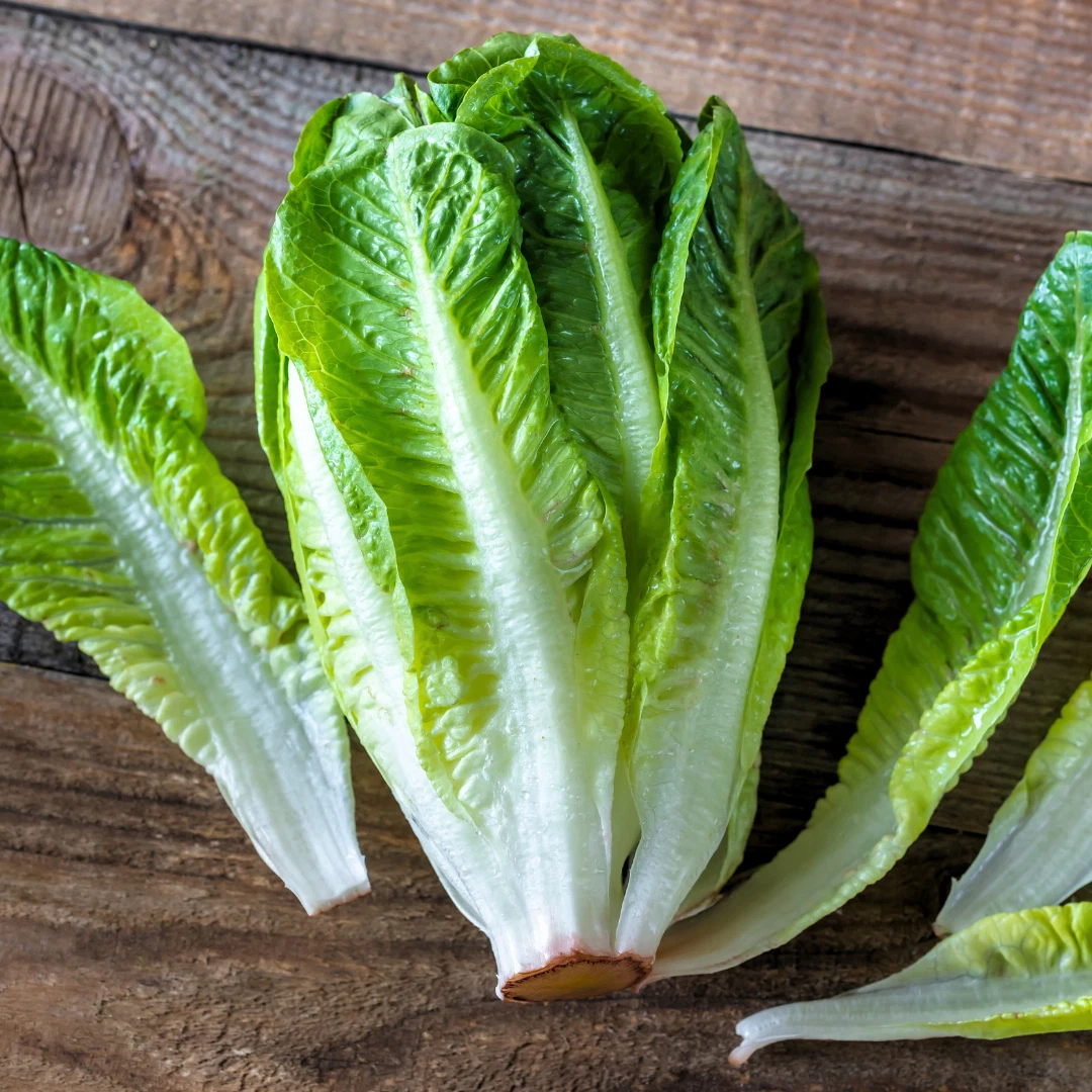 Fresh Parris Island Romaine Lettuce Seeds | Heirloom Non-GMO | Vegetable... - $2.58