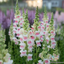 1000 Appleblossom Snapdragon Seeds for Garden Planting USA Shipping - $9.96