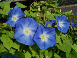 Morning Glory Vine Heavenly Blue Climbing Trumpet Flower 18 Seeds Garden... - $8.48