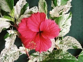 SNOW QUEEN Hibiscus plant - Tropical Hibiscus Plant Variegated Green White Leave - £23.97 GBP