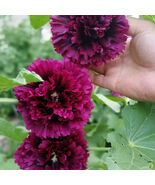 Alcea &#39;Queeny Purple&#39; - $18.90 CAD