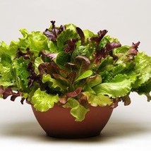 Lettuce Simply Salad Endless Summer Pl Fresh Garden USA SELLER - £10.38 GBP