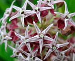 Milkweed Showy Perennial Asclepias Monarch Butterfly Host Plant 100  Pur... - $6.58