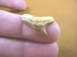 (s343-30) Extremely Rare 1&quot; Fossil Tiger Shark Galeocerdo Tooth from Mor... - £12.48 GBP