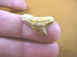 (s343-30) Extremely Rare 1&quot; Fossil Tiger Shark Galeocerdo Tooth from Mor... - £12.42 GBP