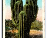 Clustered Giant Sahuaro Cactus 1930 WB Postcard Y9 - $1.93