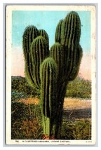 Clustered Giant Sahuaro Cactus 1930 WB Postcard Y9 - £1.52 GBP