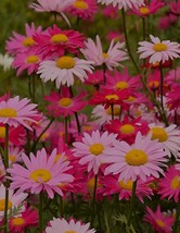 200 SEEDS, Bellfarm Chrysanthemum Robinson&#39;s Mix Seeds YQ-1105- - £12.57 GBP