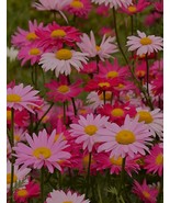 200 SEEDS, Bellfarm Chrysanthemum Robinson's Mix Seeds YQ-1105- - £12.57 GBP