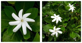 Intensely Fragrant Flower SINGLE Tahitian Gardenia Taitensis Jasminoides Plant - £48.64 GBP