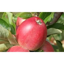 25+ Worcester Pearmain Apple Seeds | Sweet Juicy Dessert Apple Variety - $16.50