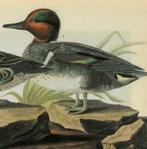 Green Winged Teal Bird 1946 Color Plate Print John James Audubon Nature ... - £31.46 GBP