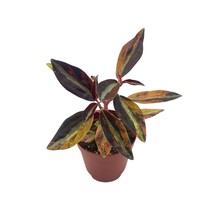 Variegated Peperomia Metallica, Harmony&#39;s High Voltage, 2 inch, New Homegrow - £15.37 GBP