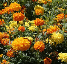 Fast Shipping Marigold Cracker Jack Flower Seeds Garden Seeds - £15.77 GBP