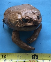 Philippine frog cane toad tanned coin wallet lucky weird  Rhinella Marina - $18.50