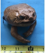 Philippine frog cane toad tanned coin wallet lucky weird  Rhinella Marina - $21.50