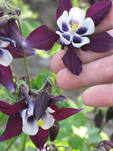 Shipped From Us 200+WILLIAM Guinness Columbine Wildflower Seeds, CB08 - £13.58 GBP