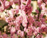 10 Flowering Almond Prunus Triloba Plum Rose Tree Double Pink Flower Shr... - $5.99