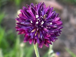 From US 50 Bright Purple Bachelor&#39;s Button Seeds Annual Seed Flower Flowers Gard - £7.87 GBP