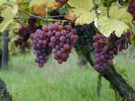 Vitis Vinifera Gewurtztraminer Wine Grape Fresh Seeds - £14.91 GBP