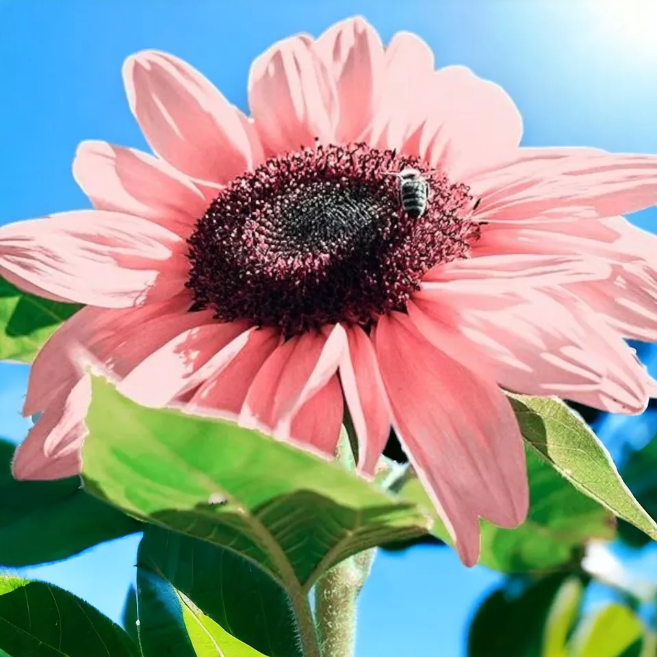 Semilir 50 Non-Gmo Pink Sunflower Seeds For Planting High Vegetable Supp... - €8,66 EUR