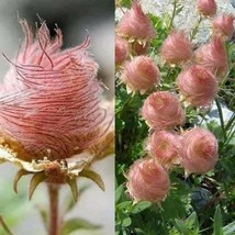 USA SELLER 20 Geum Prairie Smoke Cherry Drop Native Perennial Flower Seeds Free  - £16.37 GBP