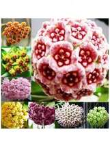 New Hoya Orchid Seeds House Plant Seeds Garden Decoration - $10.00