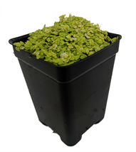 2.5&quot; Pot Golden Baby Tears Plant Helxine Terrarium/Fairy Garden/Houseplant - £36.13 GBP