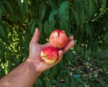 Dwarf Peach Tree {Prunus persica} 5 seeds disease resistant  - $10.50