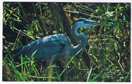 Florida Postcard Great Blue Heron Everglades National Park - £2.36 GBP