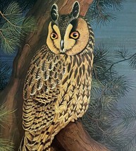 Long Eared Owl Art Print Color Plate Birds Of Prey Vintage Nature 1979 D... - £27.45 GBP