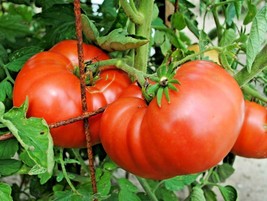 BStore 145 Seeds Beefsteak Tomato Seeds Organic Native Vegetable Summer Garden C - $8.59