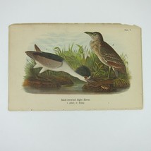Bird Litho Print After John James Audubon Black-crowned Night Heron Antique 1890 - £15.72 GBP