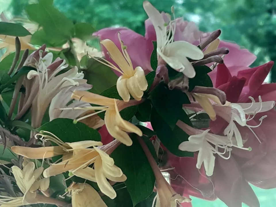 Antique Pink Honeysuckle Vine Wild Fragrant 12+ inch bare root live plan... - $33.56 CAD