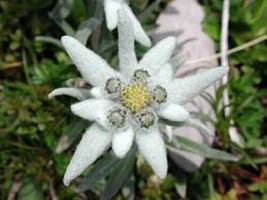 50 Seeds Edelweiss Perennial Ground Cover Flower Quick Growth With Heirloom Seed - $8.35