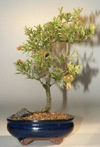 Flowering &amp; Fruiting Dwarf Pomegranate Bonsai Tree  - Medium  (Punica Granatum)  - £39.83 GBP