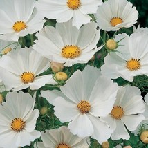 Cosmos Purity Seeds 100 Ct White Flower Butterflies - £3.16 GBP
