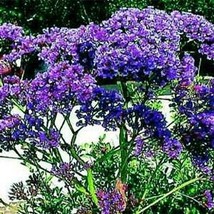 SKMO Statice Limonium Blue River 50 Seeds - $8.69