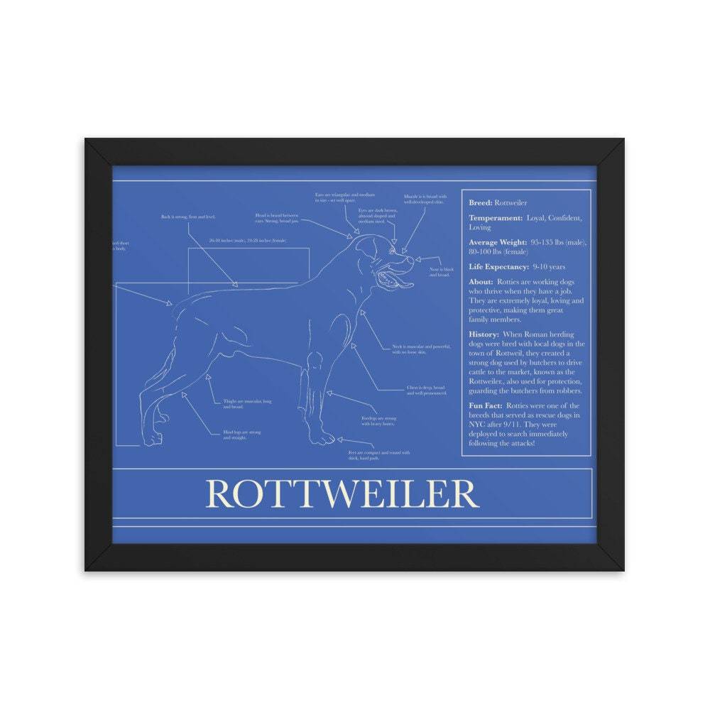 Original Rottweiler Puppy Blueprint Premium Luster Photo Paper Framed Po... - $35.95