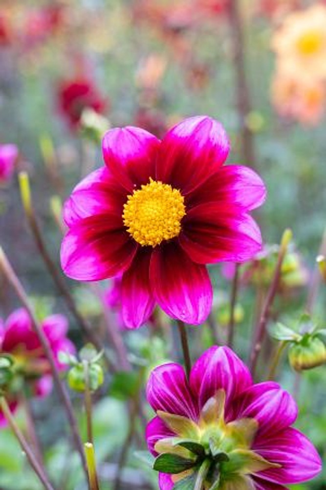 Bashfull Anemone Flowering Dahlia - #1 Size Root Clump - $31.99