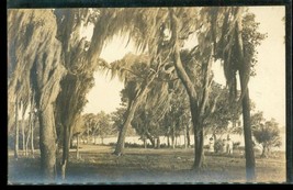 Vintage AZO Postcard RPPC Real Photo Swamp Trees Spanish Moss 1919 Savannah GA - £11.76 GBP